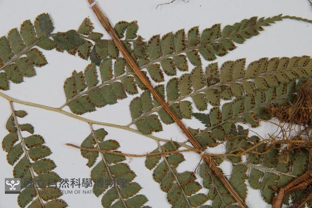 斜方複葉耳蕨藏品圖，第4張