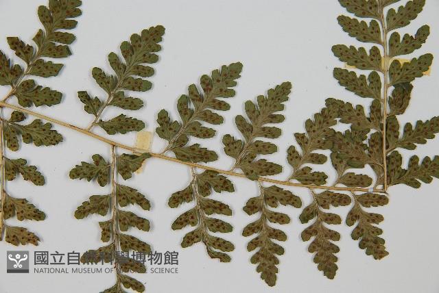 哈氏假複葉耳蕨藏品圖，第5張