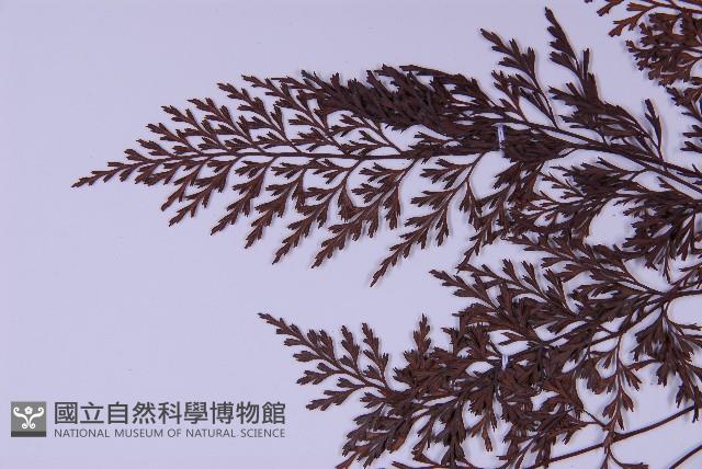 華中鐵角蕨藏品圖，第5張