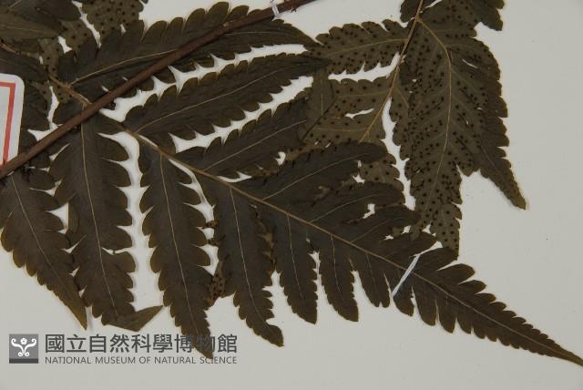 薄葉擬肋毛蕨藏品圖，第5張