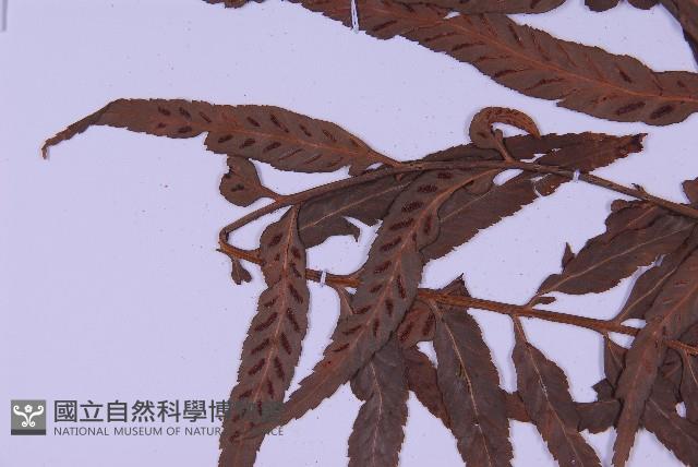 兩廣鐵角蕨藏品圖，第8張