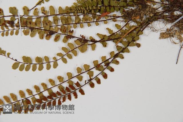 鐵角蕨藏品圖，第5張