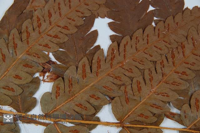 日本狗脊蕨藏品圖，第5張