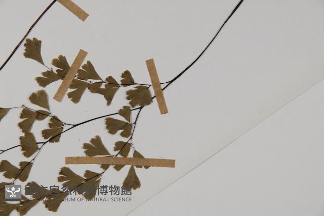 鐵線蕨藏品圖，第5張