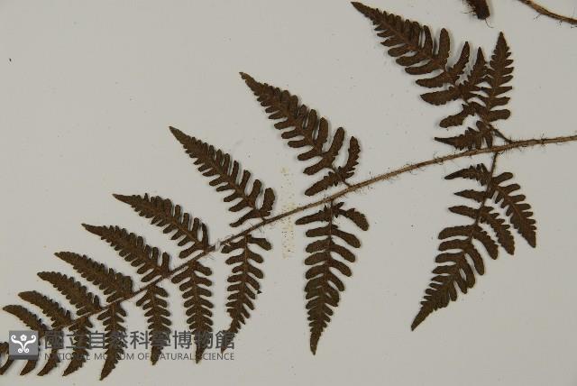 愛德氏肋毛蕨藏品圖，第5張