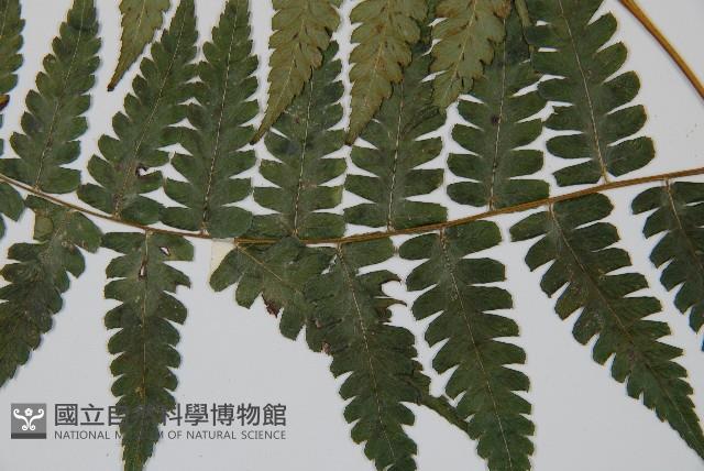 刺柄雙蓋蕨藏品圖，第5張