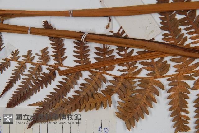 密毛蕨、巒大蕨藏品圖，第5張