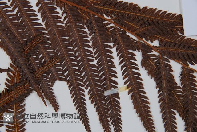 臺灣金狗毛蕨藏品圖，第4張