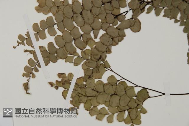 扇葉鐵線蕨藏品圖，第4張