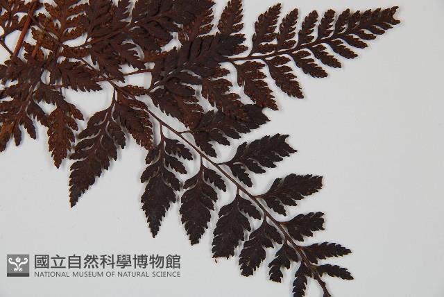 大葉骨碎補、台灣骨碎補、骨碎補藏品圖，第5張