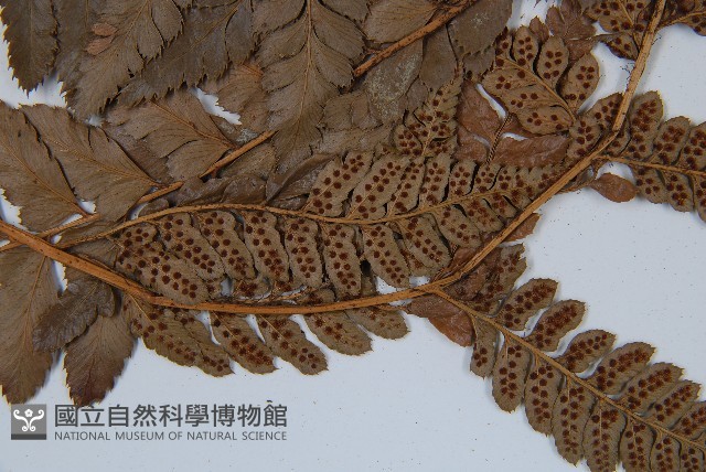 海南複葉耳蕨藏品圖，第5張