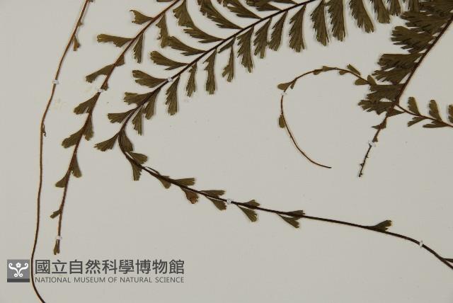 鞭葉鐵線蕨藏品圖，第5張