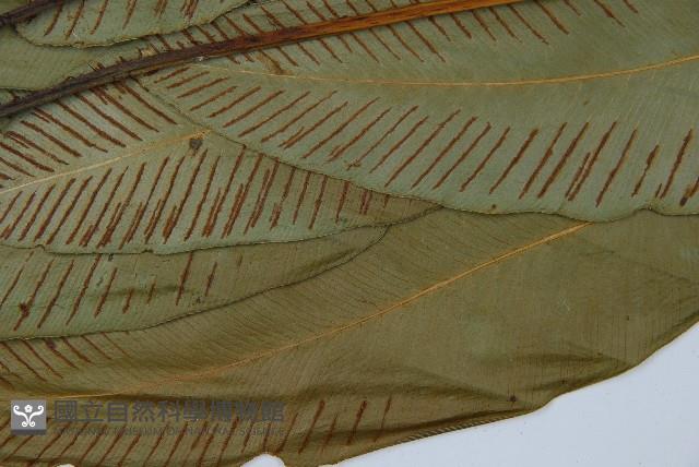 細柄雙蓋蕨藏品圖，第5張