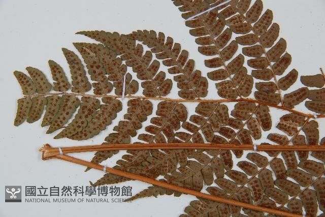 闊鱗鱗毛蕨藏品圖，第5張