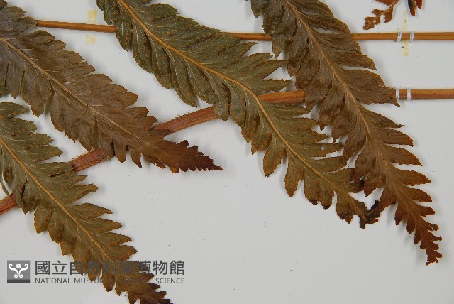 光葉鱗蓋蕨藏品圖，第5張