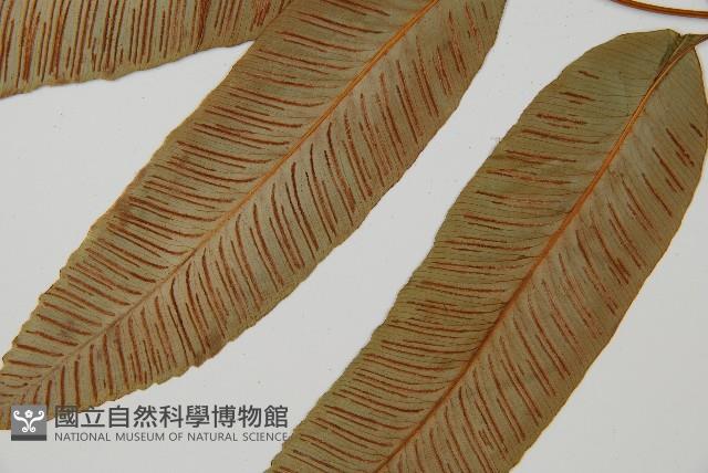 細柄雙蓋蕨藏品圖，第5張