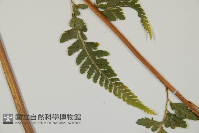 Accession Number:P010945 Collection Image, Figure 5, Total 15 Figures