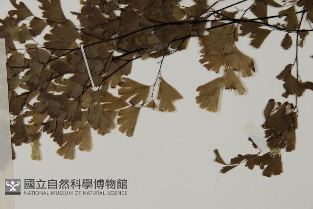 Maidenhair fern Collection Image, Figure 5, Total 5 Figures