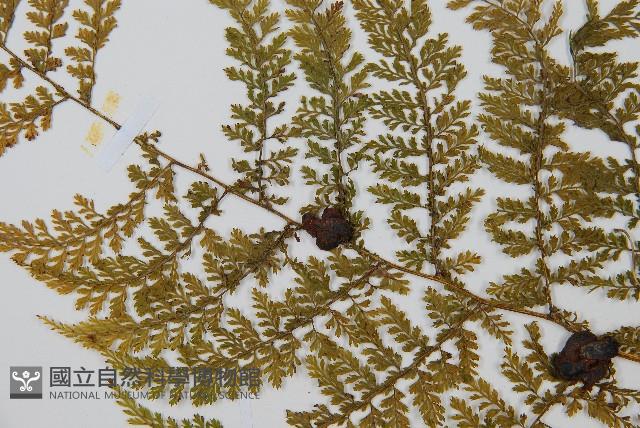 稀子蕨藏品圖，第5張