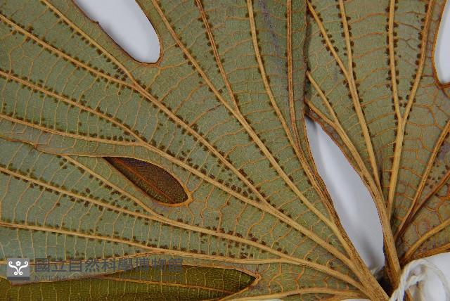 雙扇蕨藏品圖，第5張