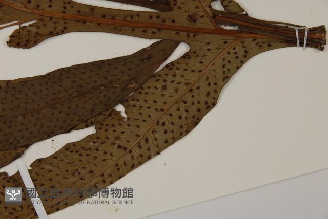 翅柄三叉蕨藏品圖，第5張