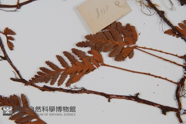 陰石蕨藏品圖，第5張