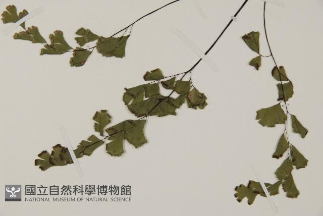鐵線蕨藏品圖，第5張