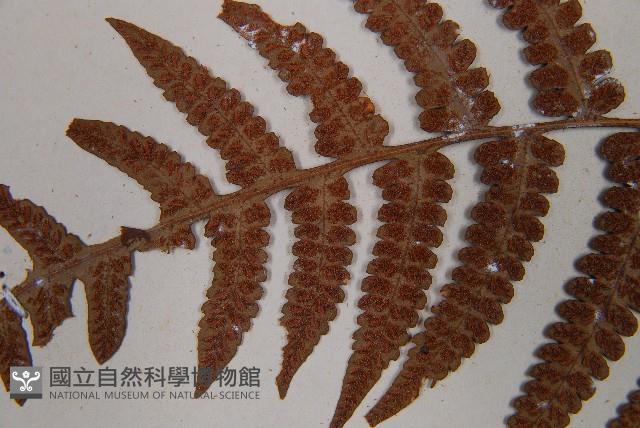 假蹄蓋蕨、東洋蹄蓋蕨藏品圖，第5張