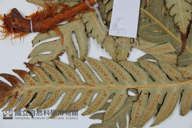 生芽狗脊蕨、頂芽狗脊蕨藏品圖，第5張