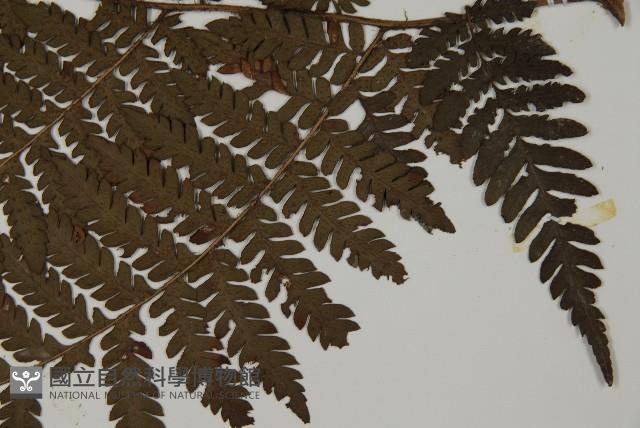 肋毛蕨藏品圖，第5張