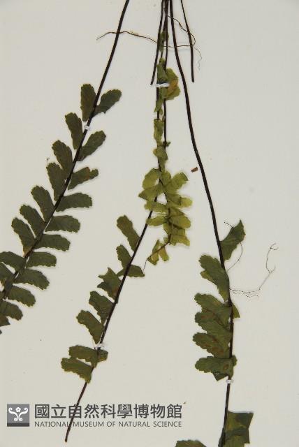 生芽鐵角蕨藏品圖，第5張