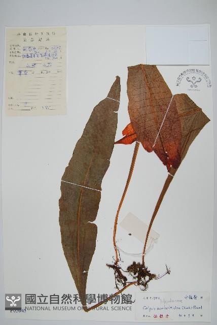 斷線蕨藏品圖，第5張