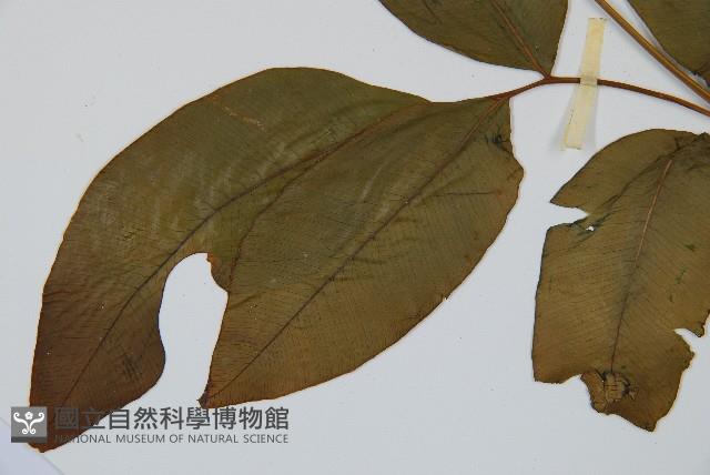 細柄雙蓋蕨藏品圖，第5張