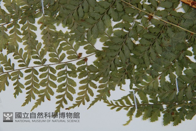 魚鱗蕨藏品圖，第5張