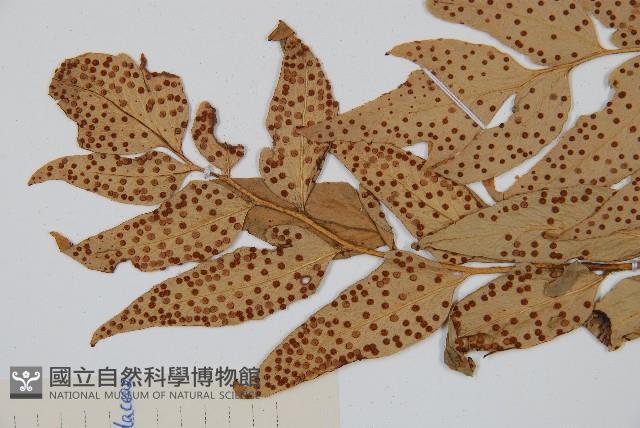 貫眾蕨藏品圖，第5張