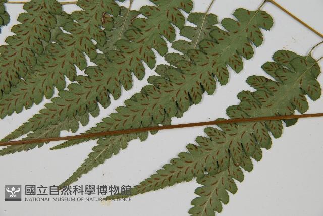 深山雙蓋蕨藏品圖，第5張