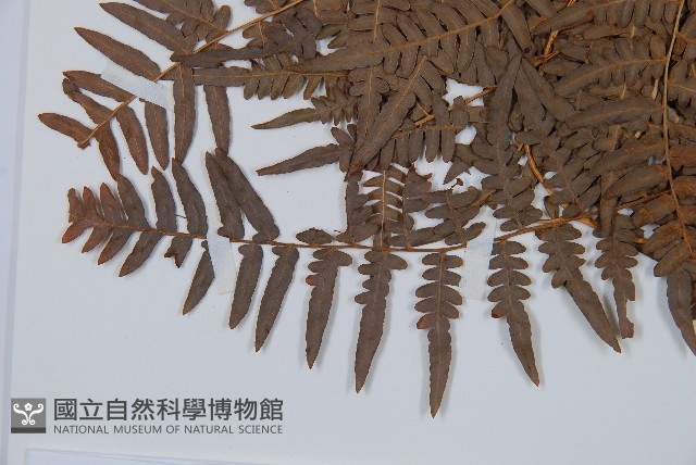 蕨藏品圖，第5張