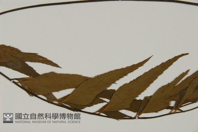 革葉鐵角蕨藏品圖，第5張