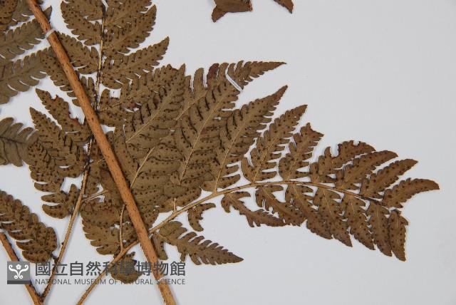 南海鱗毛蕨藏品圖，第5張