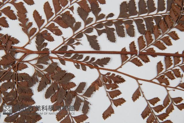 斜方複葉耳蕨藏品圖，第4張