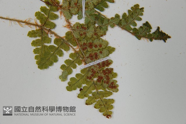 密毛鱗毛蕨藏品圖，第5張