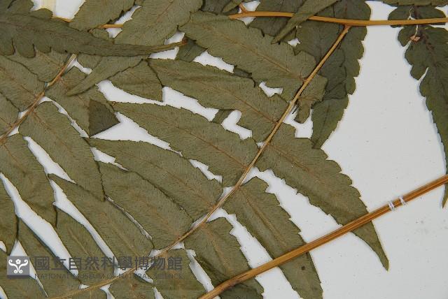 毛柄短腸蕨藏品圖，第5張