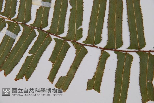 虎克氏鱗蓋蕨藏品圖，第5張