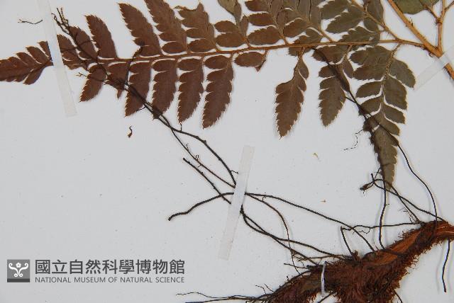 小葉複葉耳蕨藏品圖，第5張