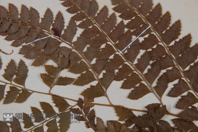 斜方複葉耳蕨藏品圖，第4張