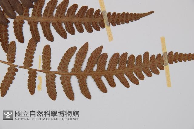 東洋蹄蓋蕨藏品圖，第5張