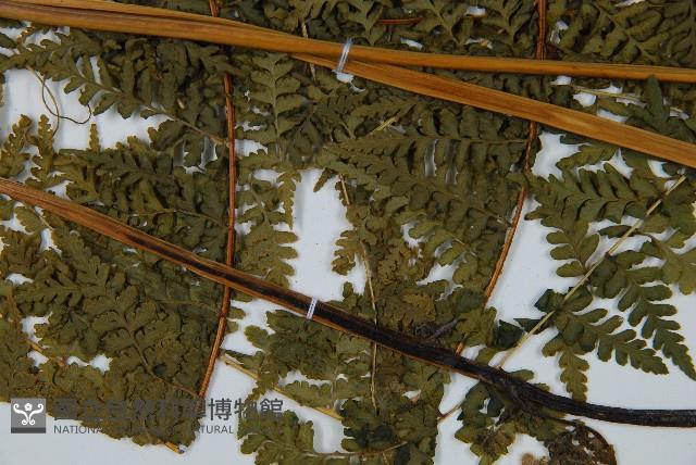 熱帶鱗蓋蕨藏品圖，第5張