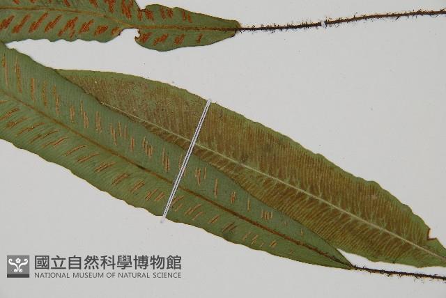 Accession Number:P009545 Collection Image, Figure 5, Total 5 Figures