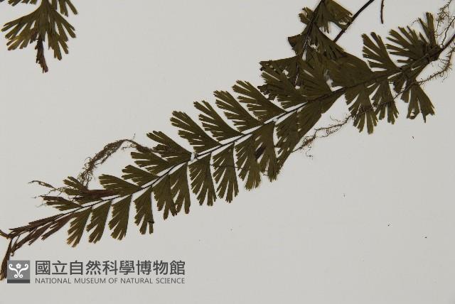 馬來鐵線蕨藏品圖，第5張