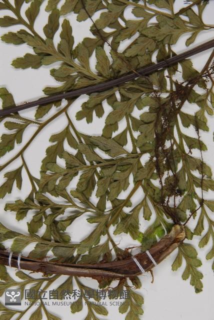 大鐵角蕨藏品圖，第5張